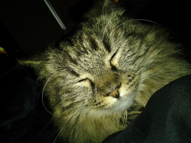 Pepper with Wiskers 