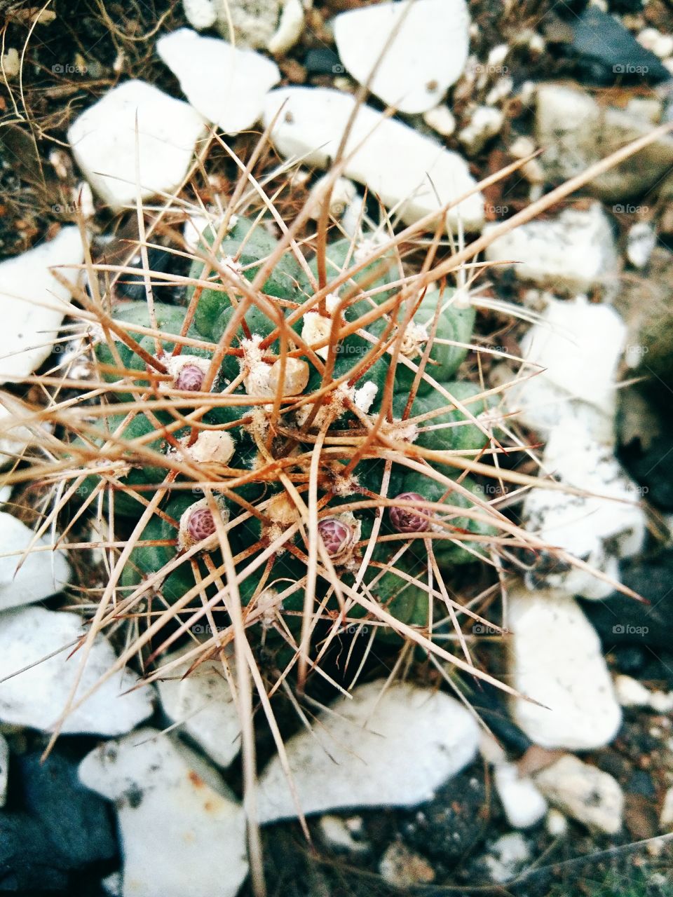 Beautiful cactus flowers with sunlight in Garden