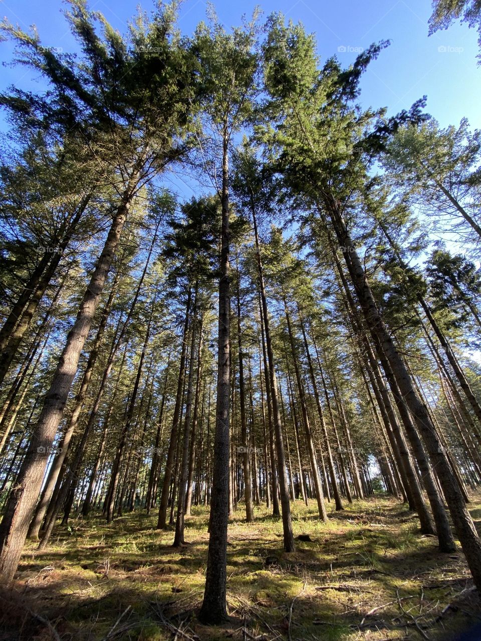 In the coniferous forest 