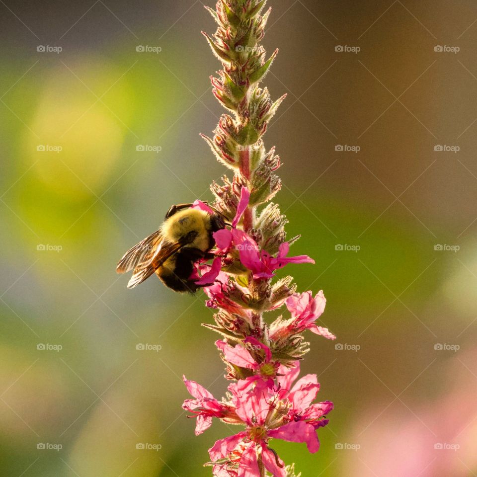 A beautiful busy bee