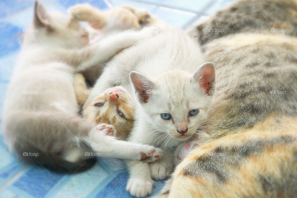 Cat and three kittens lying on bed