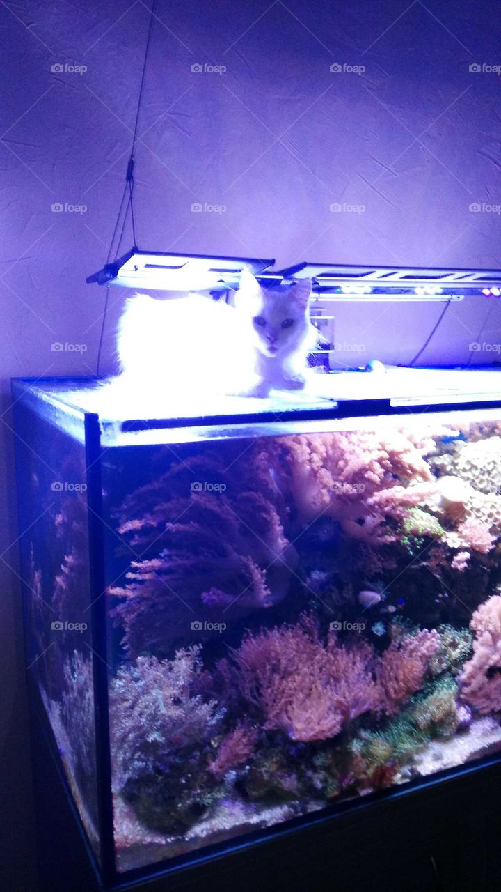 Katze auf dem Aquarium