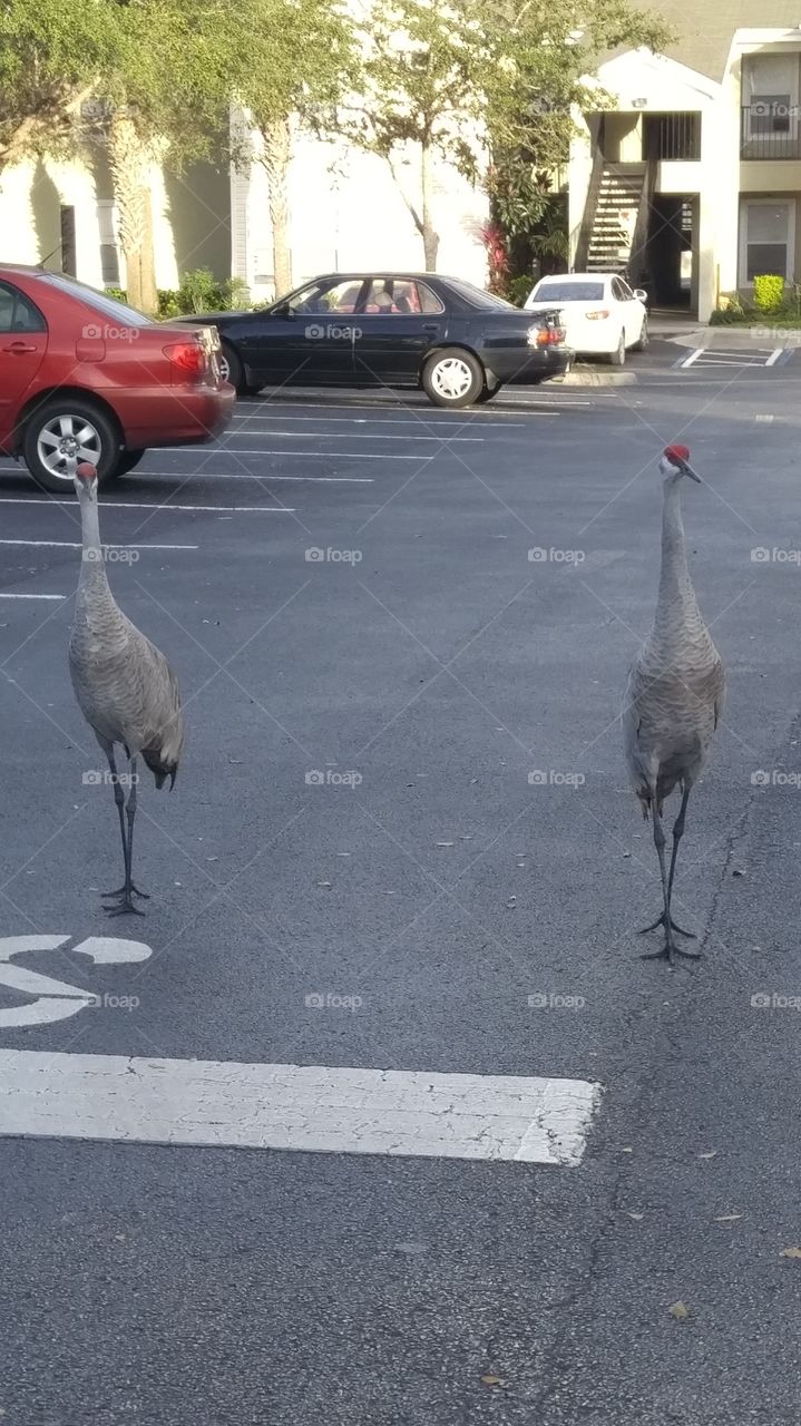 Tall Birds