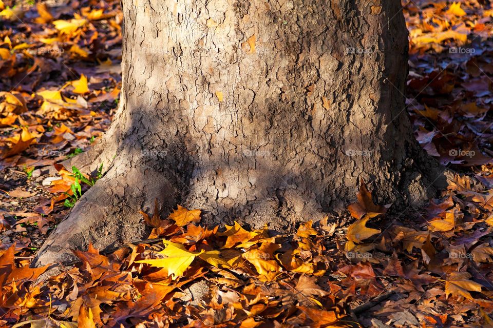 the colors of autumn in a sunny day, leaves at the foot of a large trunk of an ancient tree