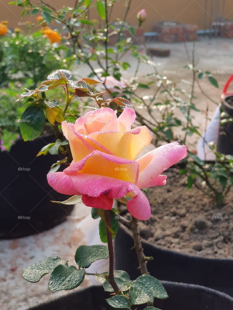 yellow rose around my garden