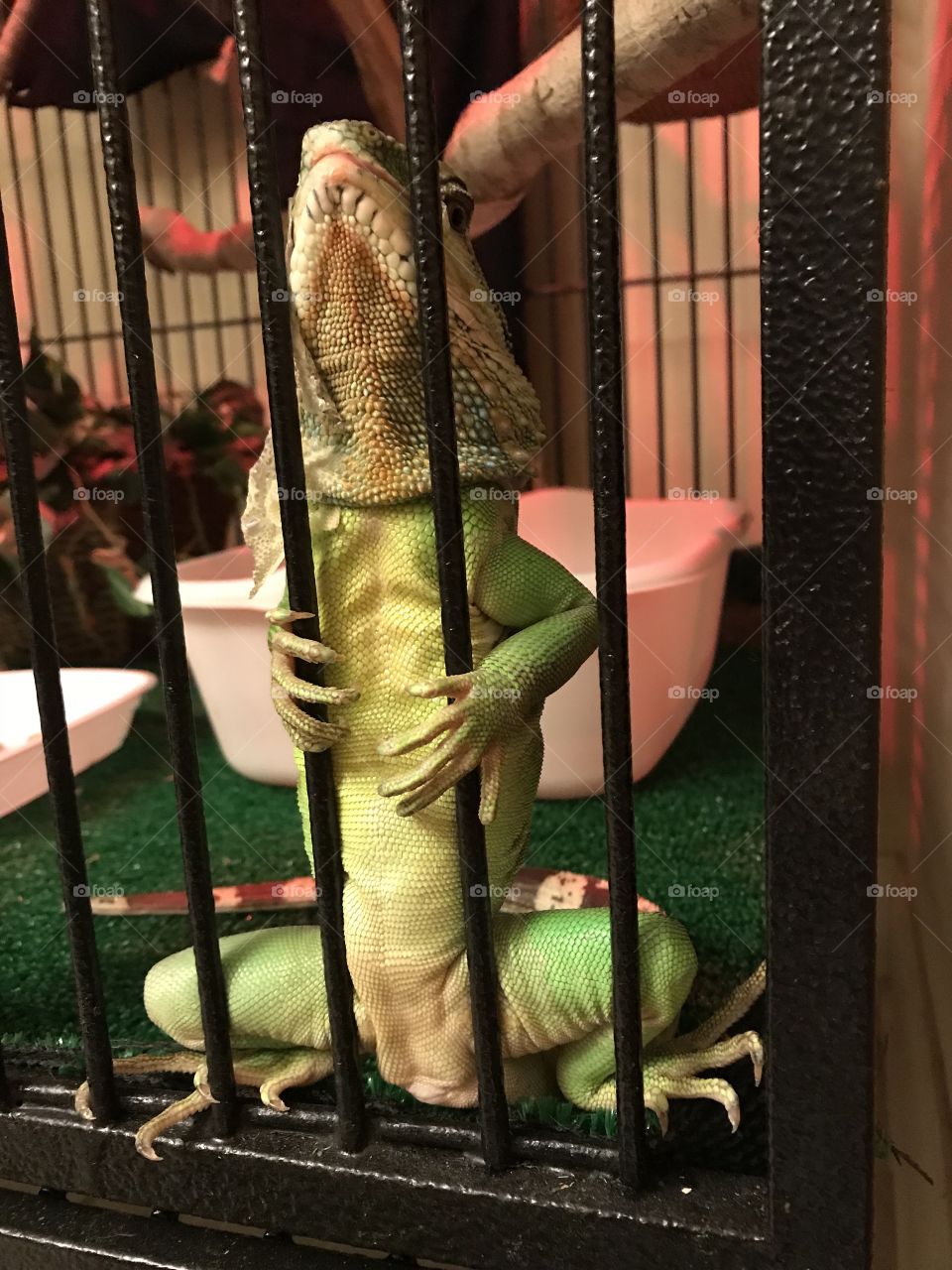 Jailed lizard 