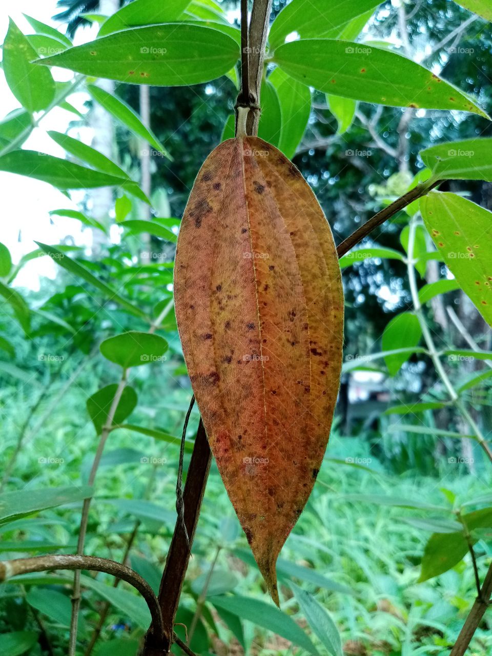 About to falling down from tree. Life is over.