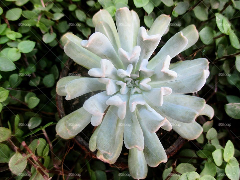 Topsy turvy succulent