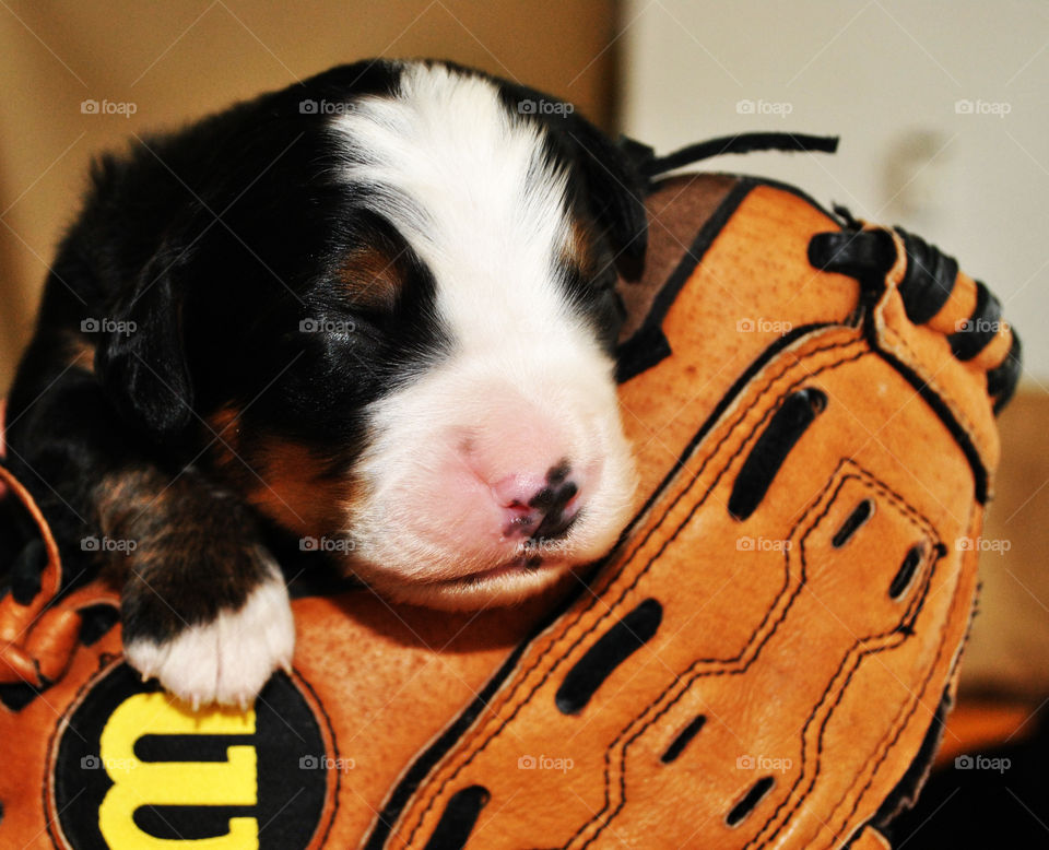 Baseball pup