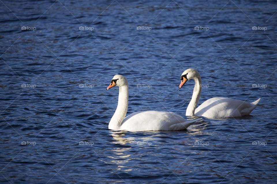 Beautiful two swan swimming on water