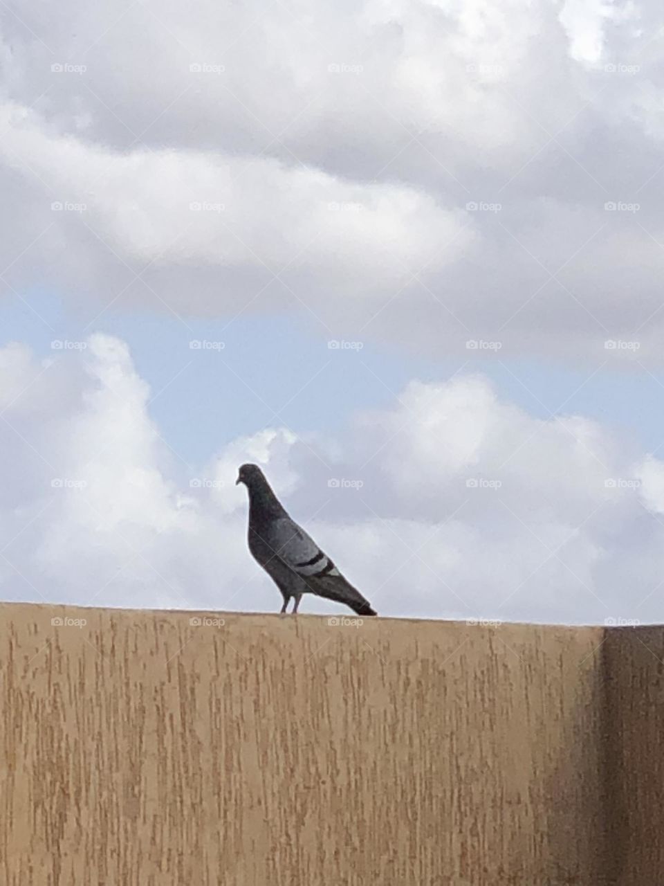 a beautiful pigeon on the wall