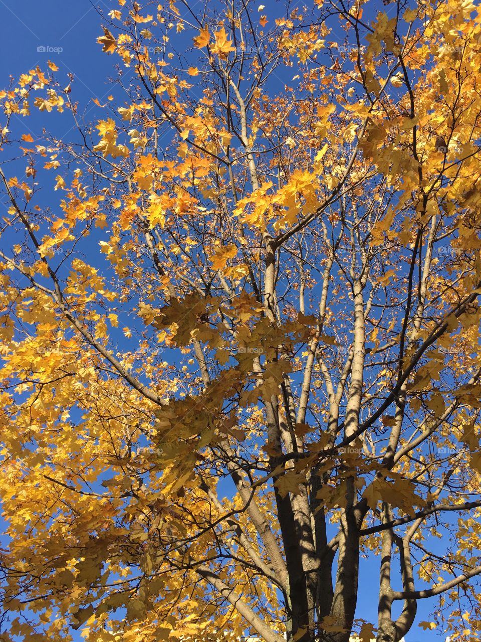 Деревья осенью