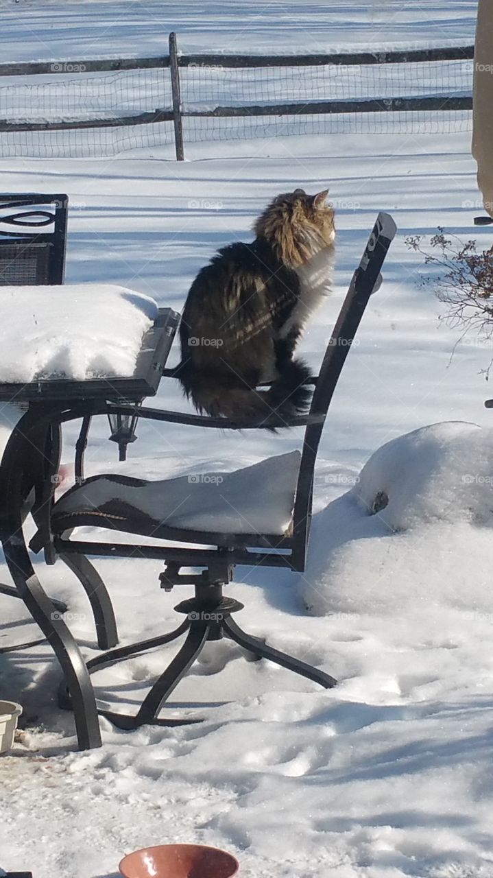 cat wanted chair, too much snow