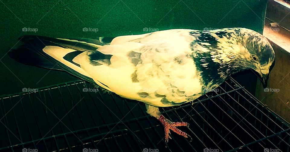 One pigeon close photo