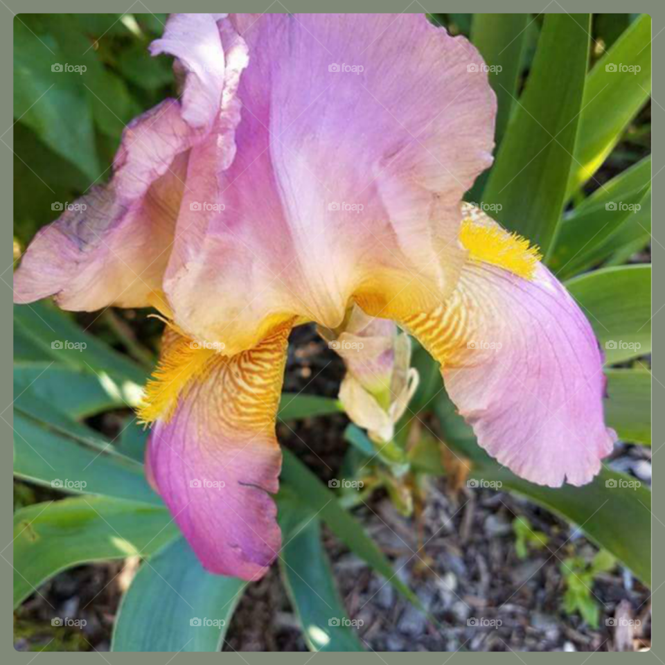 Beautiful Iris