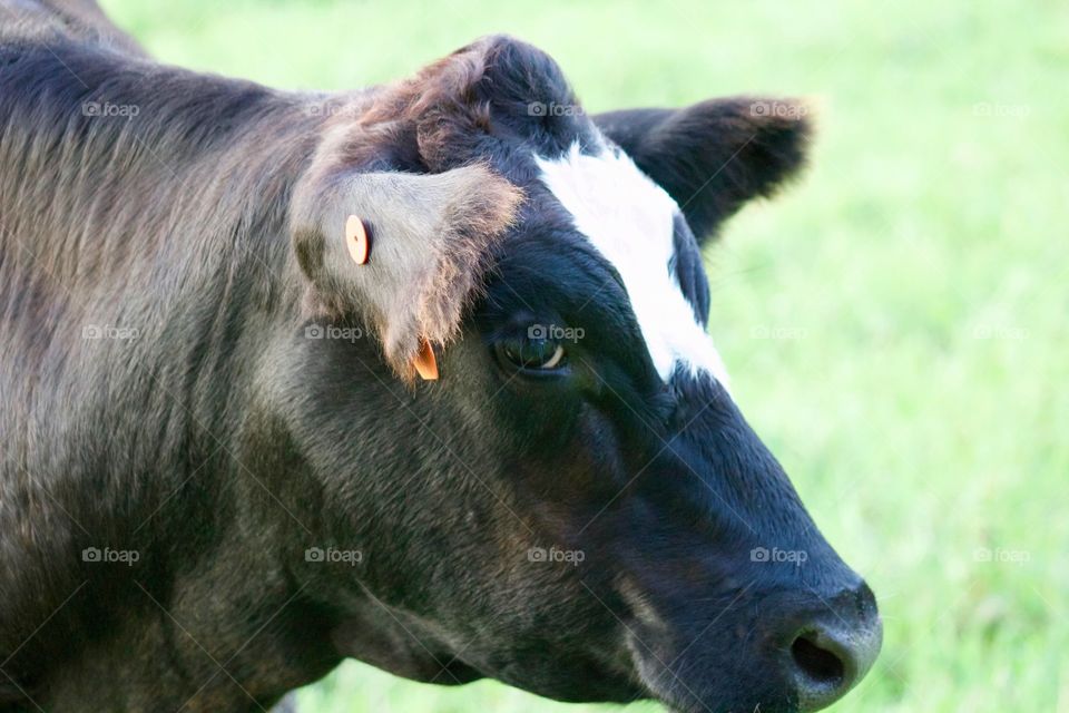 A steer 