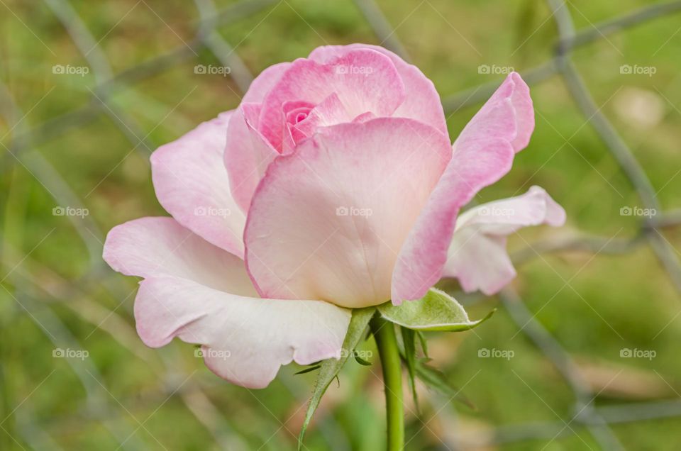 Pink Rose