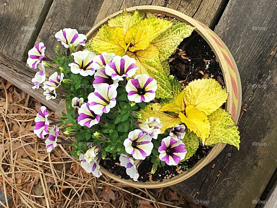 Summer flower pots