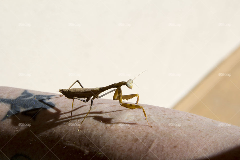 Insect, Invertebrate, Mantis, No Person, Wildlife