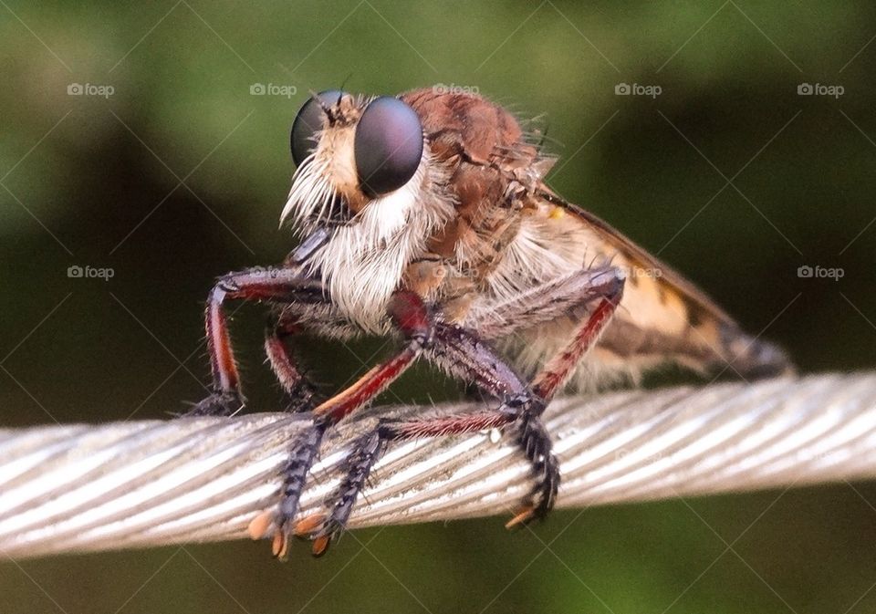 Bug-eyed Bug