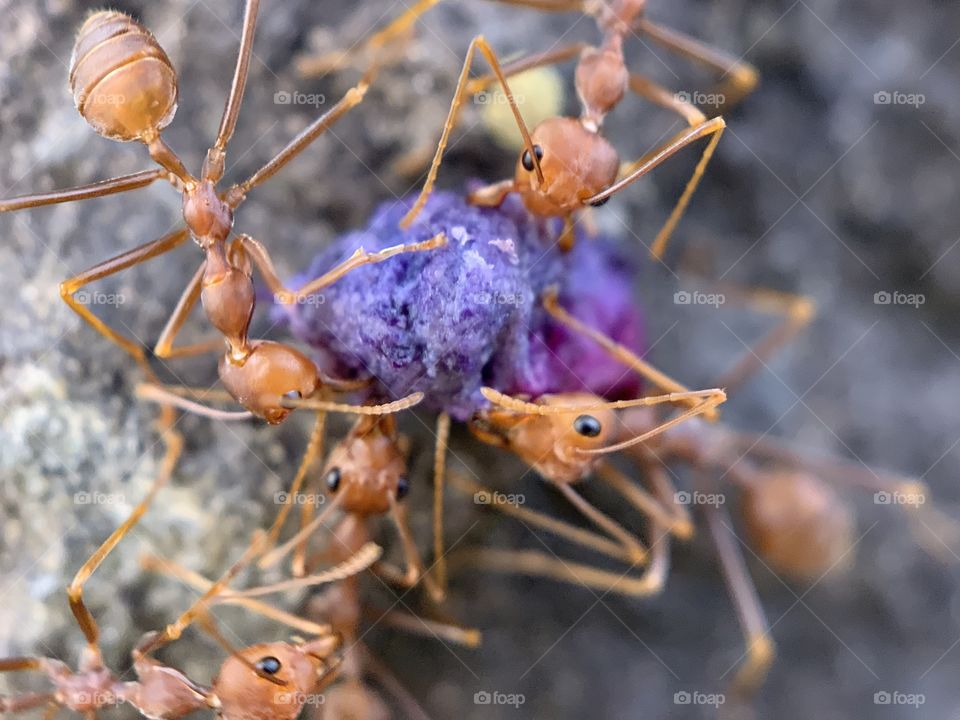 Ants macro