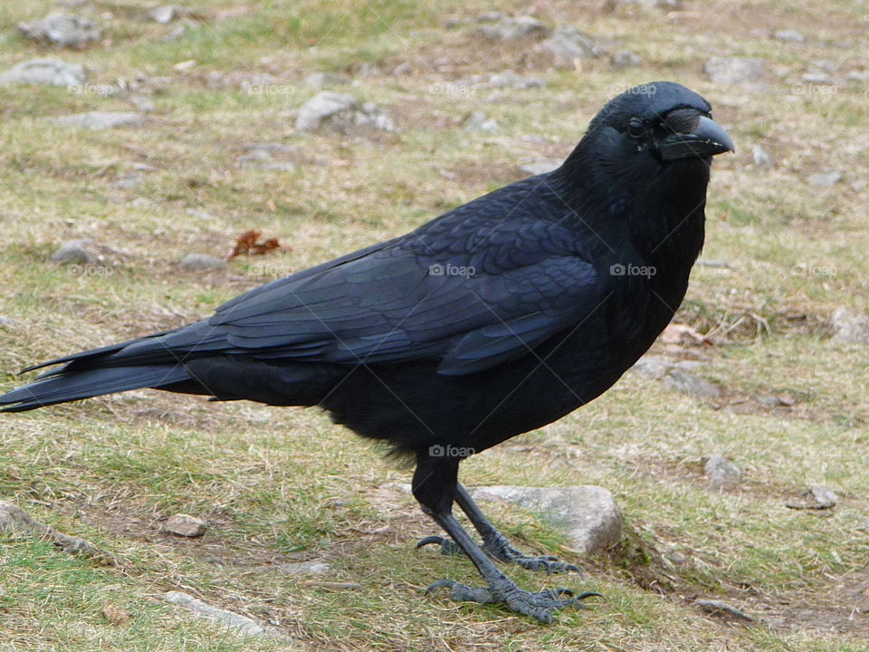 Cheeky crow