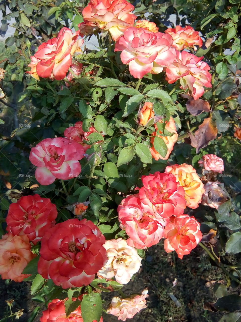 beautiful flowers in a garden
