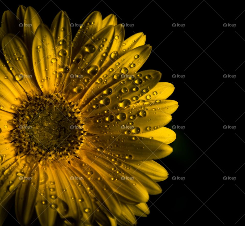 Yellow flower with drops of water