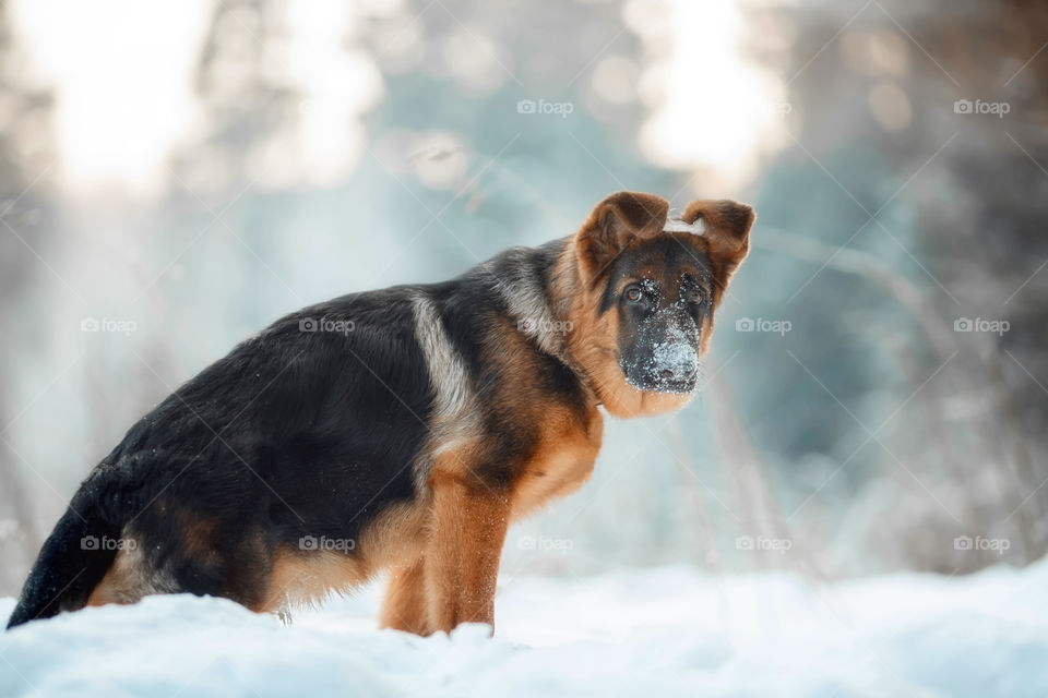 Red cute german shepherd 5-th months puppy portrait at snow at the winter