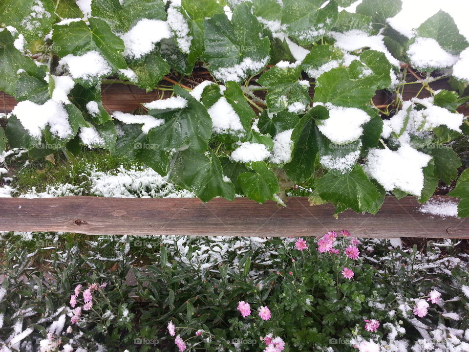 Spring Snow. Spring snow on grape vine