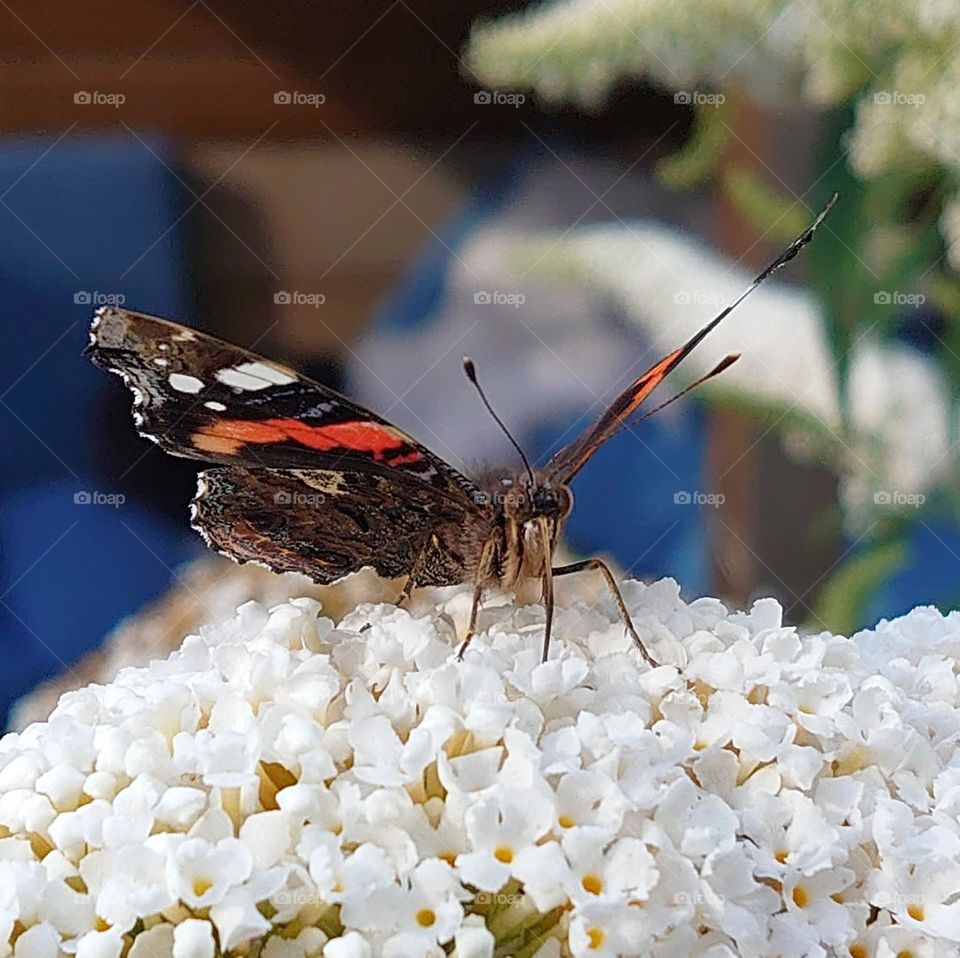 butterfly in the garden