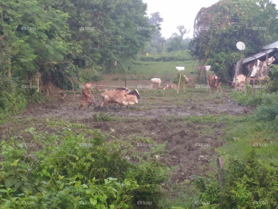 A farmer is ploughing his own field