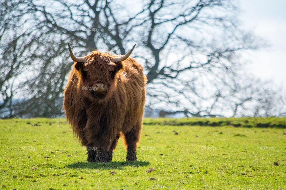 Highland Cow stands majestically in field