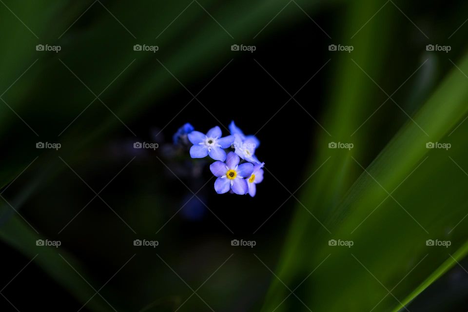 A portrait of forget me not flower or otherwise called Scorpion grass or myosotis standing a garden in coming out of a dark place between some green leaves.