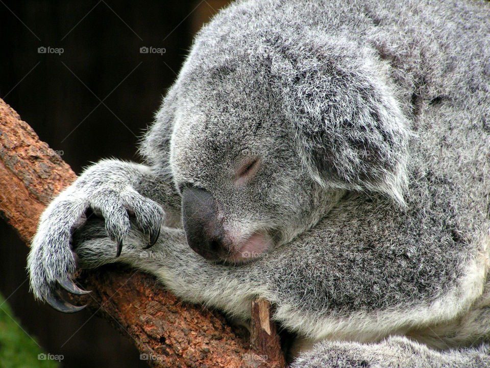 Sleeping beauty close-up