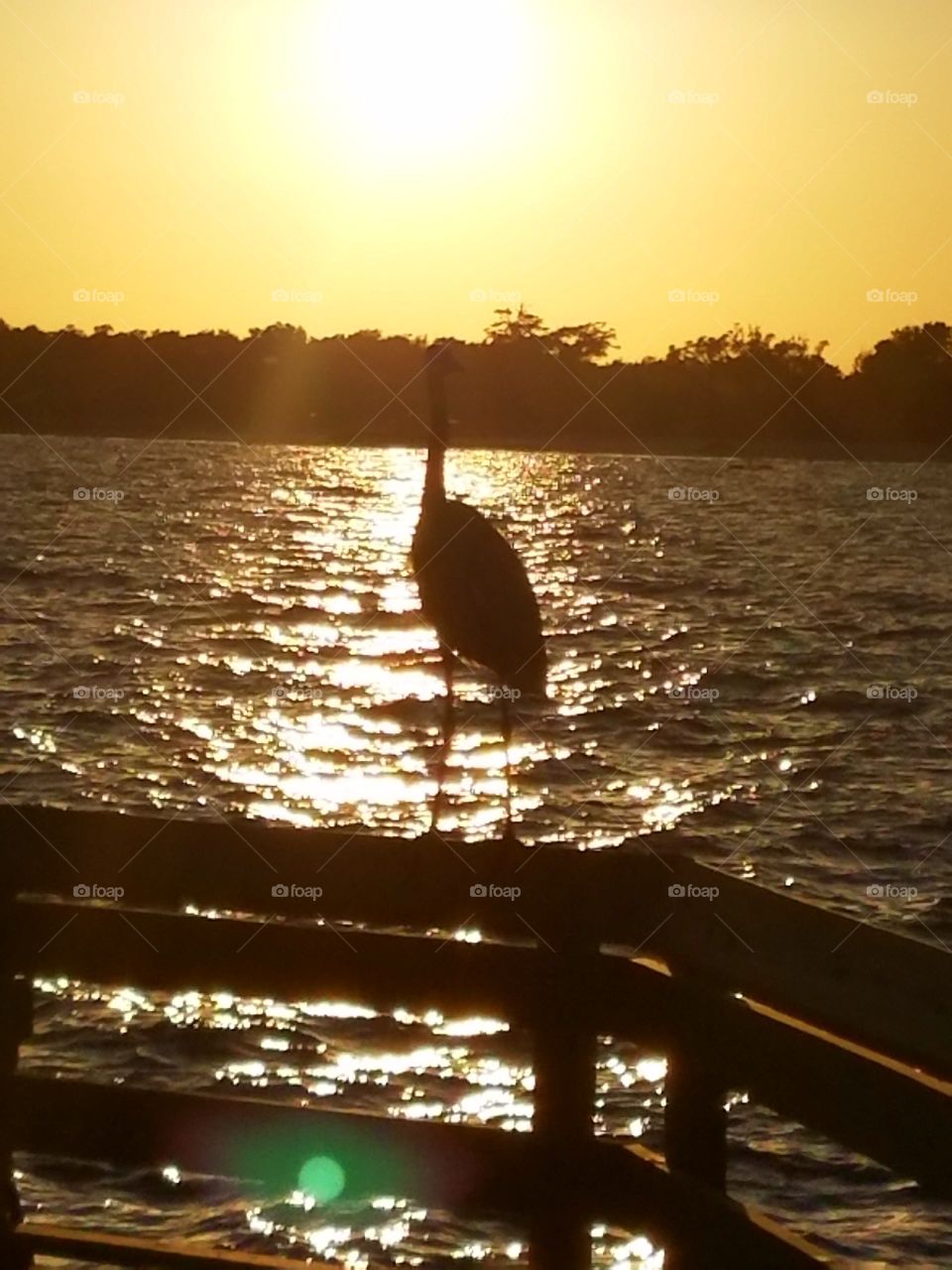 sunset seas and resting birds