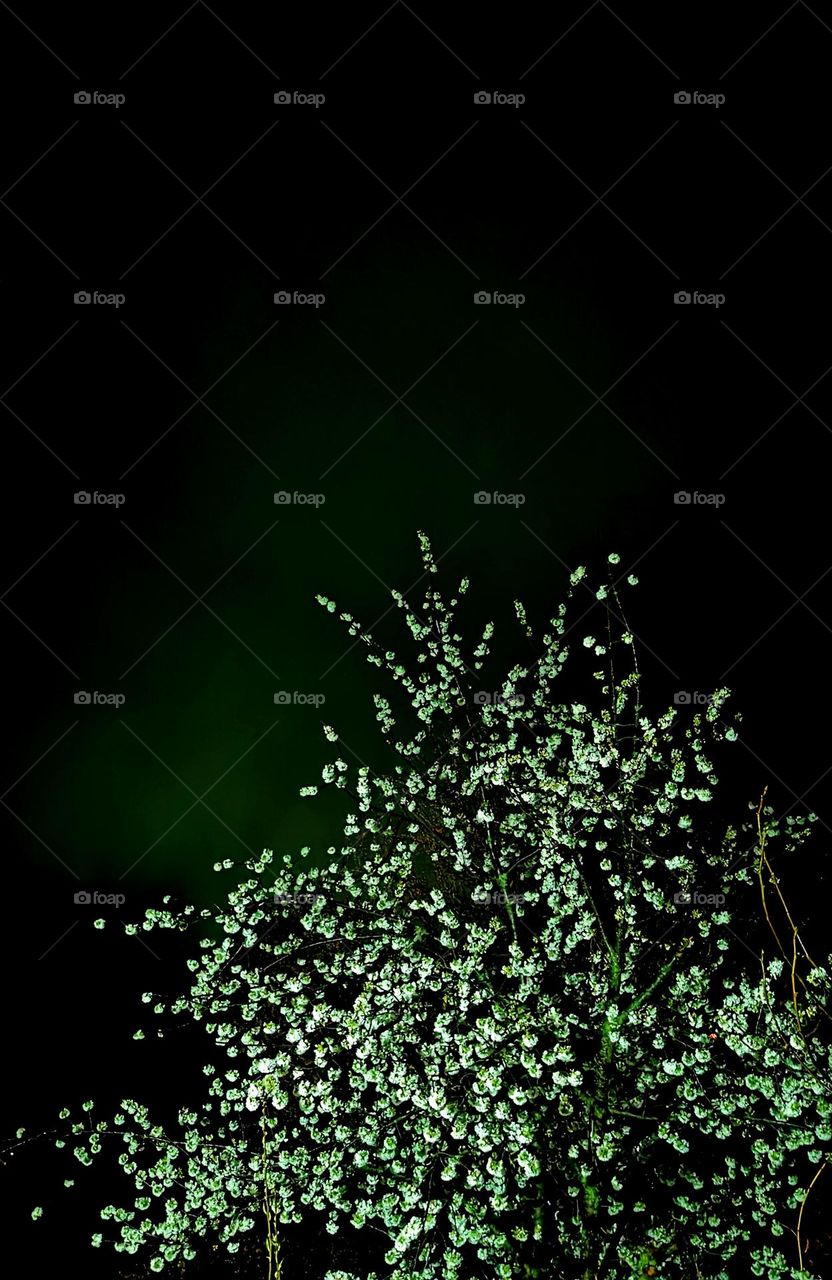 Night blooming on cherry tree