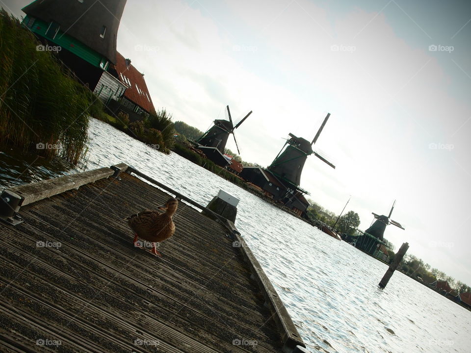 the Duck. in Netherland