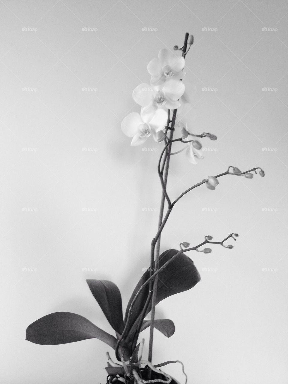 White orchid 5