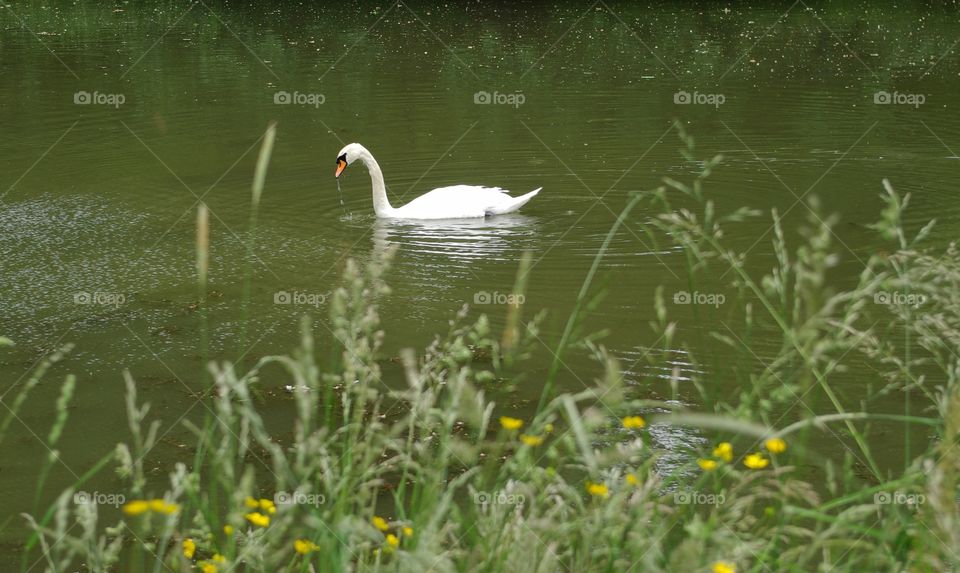 Swan floating on lake