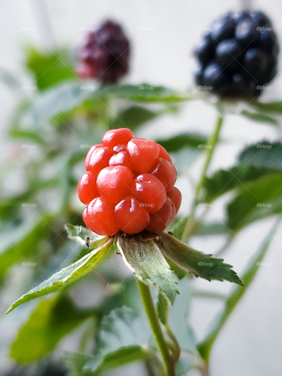 Navajo blackberries are a sweeter variety of blackberries that ripen and are ready for harvesting in the early summer months in the southern parts of the the USA. A delicious sweet treat to look forward to every summer.