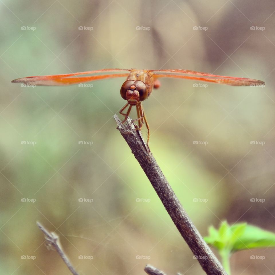 dragonfly closeup