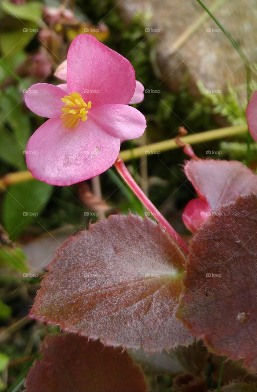 Pink tiny flower. closeup of tiny pink flower
