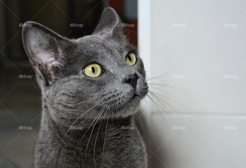 russian blue cat beautiful portrait home