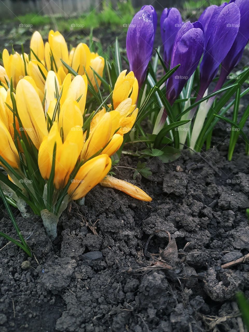 Amazing yellow and purple crocuses