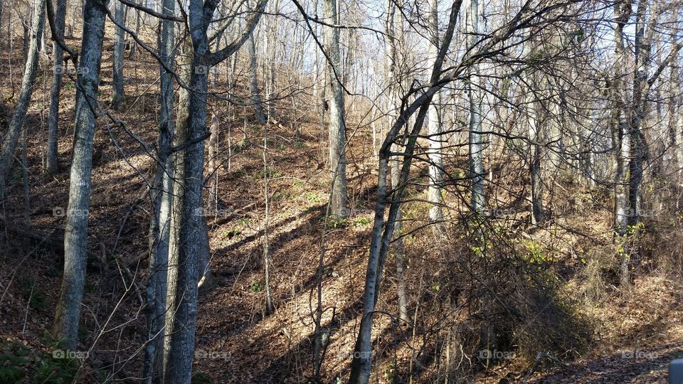Blue Ridge parkway. forest blue Ridge parkway
