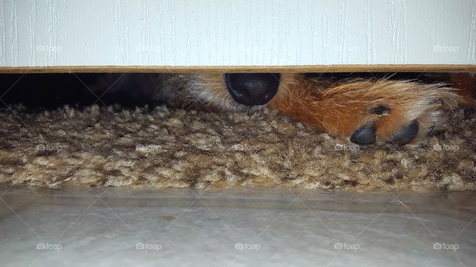 Dog looking under the door.