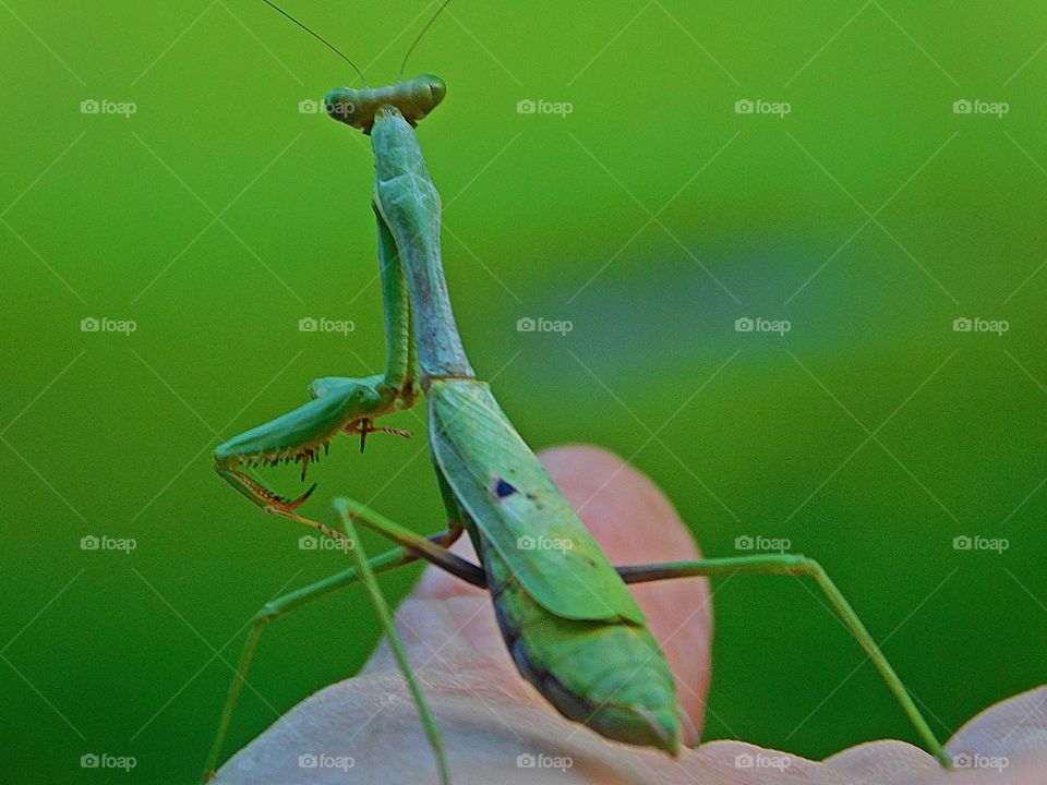 The green color stories - Holding a Praying Mantis in the palm of the hand - Praying mantis have as many senses as we do; sight, smell, taste, feeling and hearing. However, they mostly depend on sight