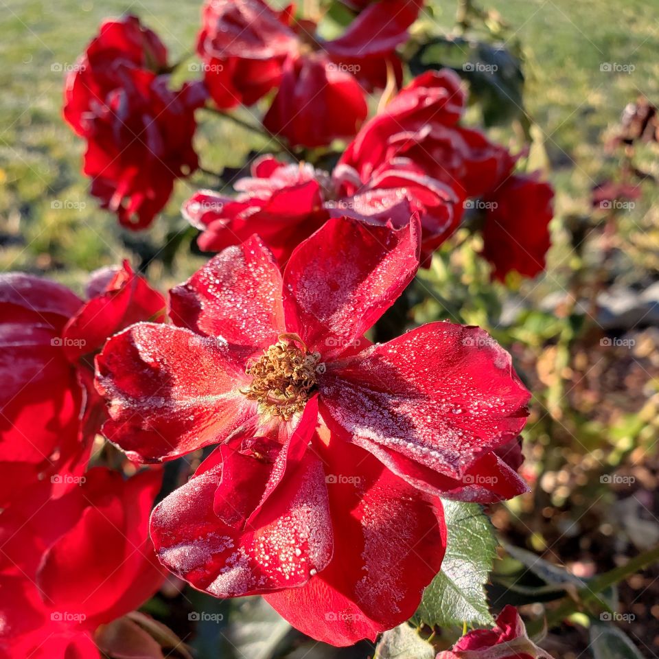 Stunning roses with fresh frost on the petals on a cold fall morning.