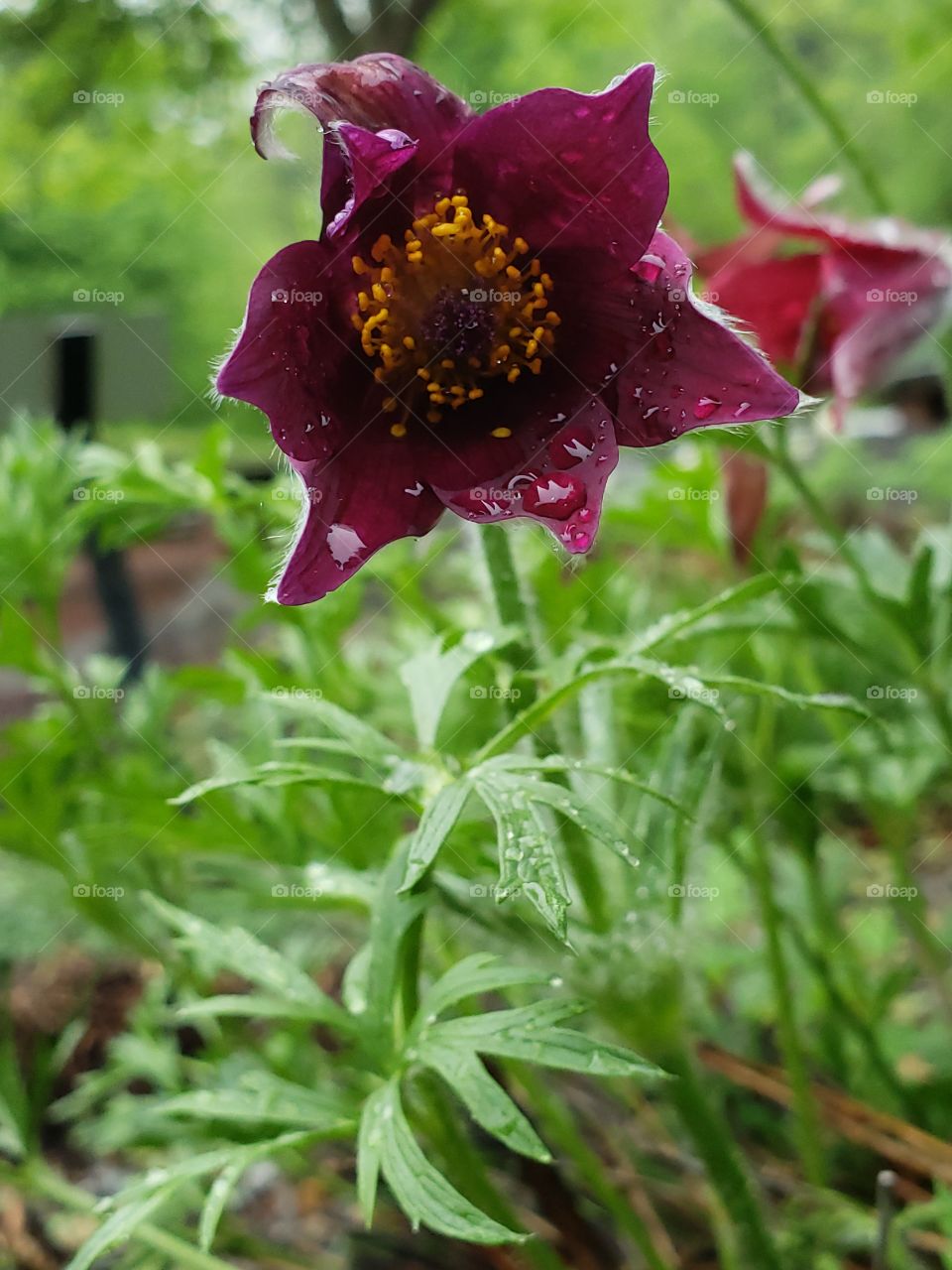 little wild flower on a rainy day
